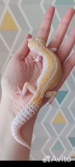 Самки эублефара