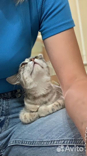 Кошечка очень хочет вернуться домой