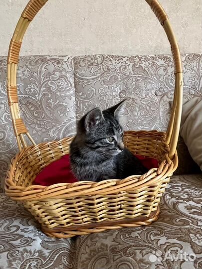 Котенок девочка в добрые руки бесплатно