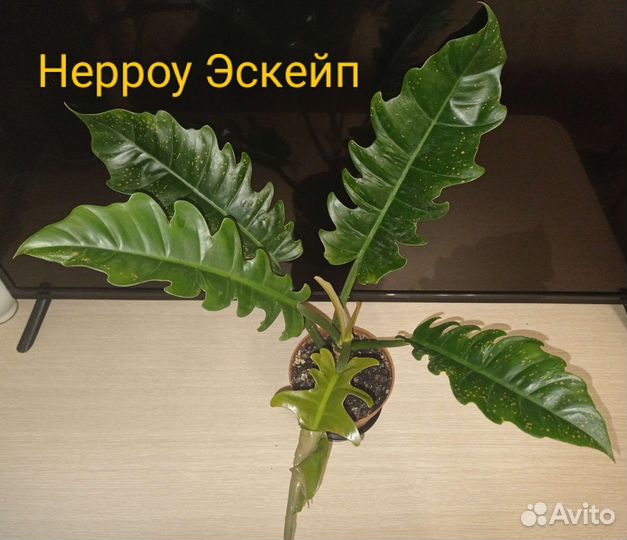 Антуриум Хрустальный, филодендроны, сингониумы