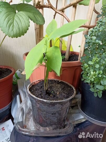 Экзотические растения