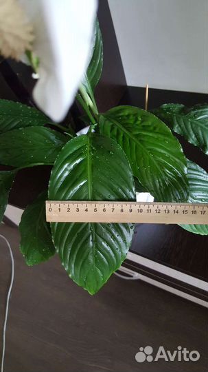 Спатифиллум