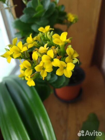 Каланхоэ цветущий