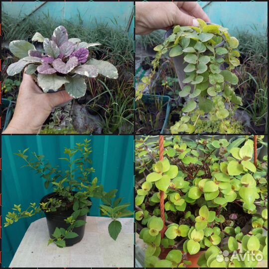 Декоративные растения