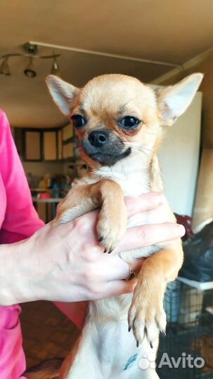 Чихуахуа мини девочка
