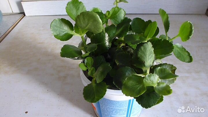 Рассада цветов Ванька мокрый, Каланхоэ, Алоэ