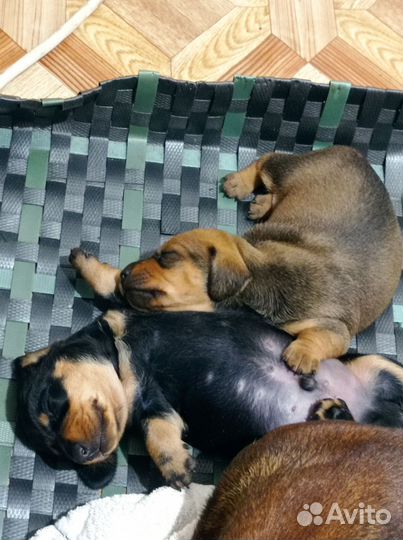 Собаки щенки таксы