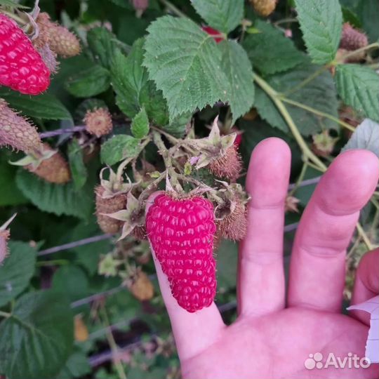 Саженцы Малины Пшехиба