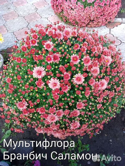 Хризантемы мультифлора