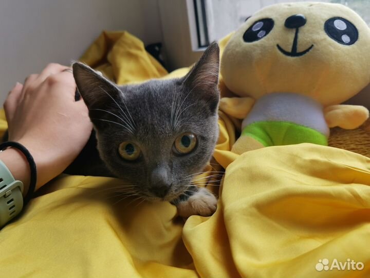 Кошечка котенок