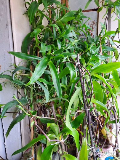 Хлорофитум каланхое золотой ус молочай