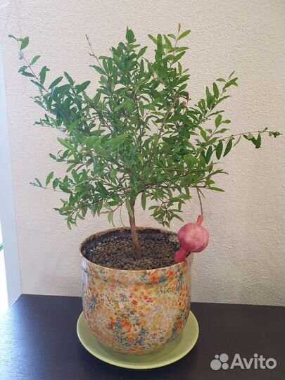 Комнатный гранат