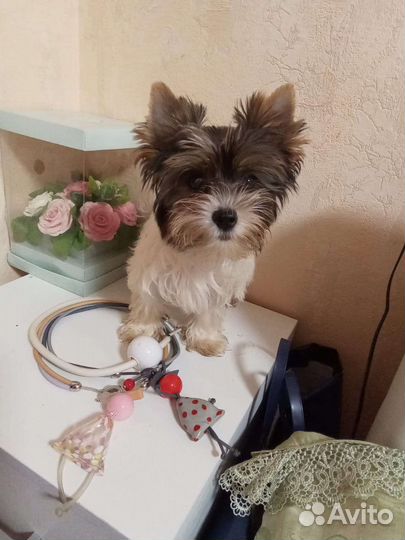 Щенки бивер