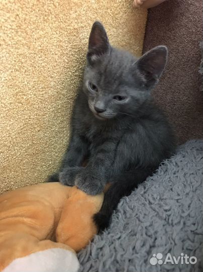 Котята бесплатно