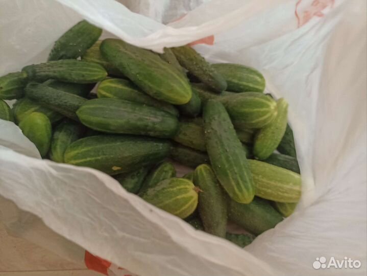 Огурцы, в наличии 10кг