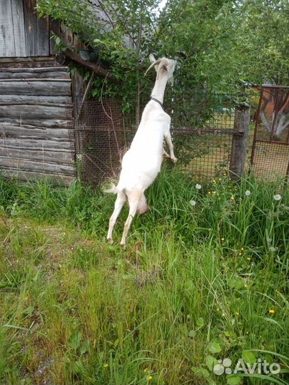 Козы и козлята