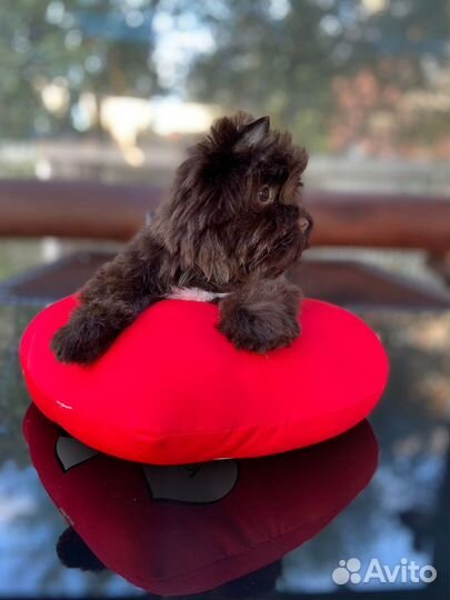 Цветные Йорки, шоколад,голддаст,бивер