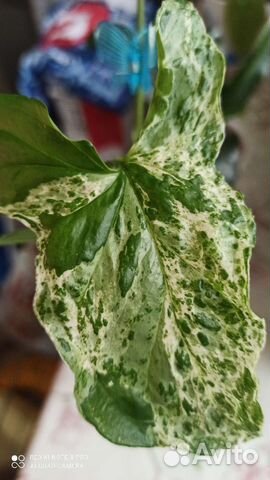 Сингониум Моттлед