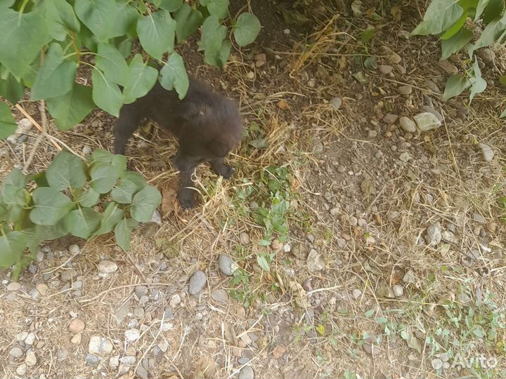 Собака в добрые руки отдам бесплатно