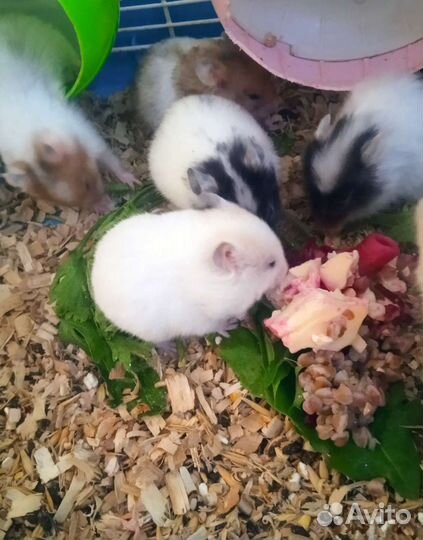 Сирийские хомяки разные (клетки)