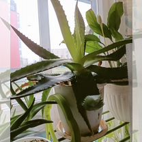 Алоэ лечебный