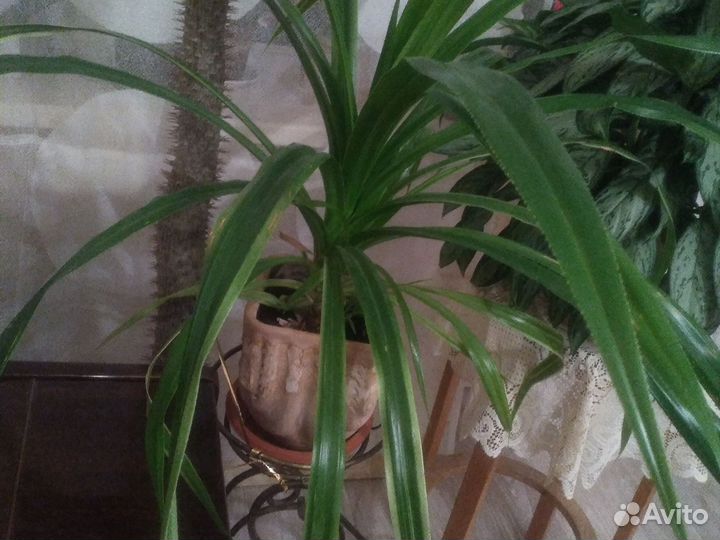 Панданус Вейча