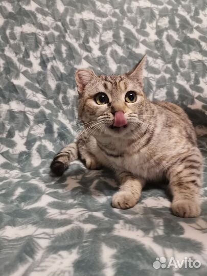 Кошка британка