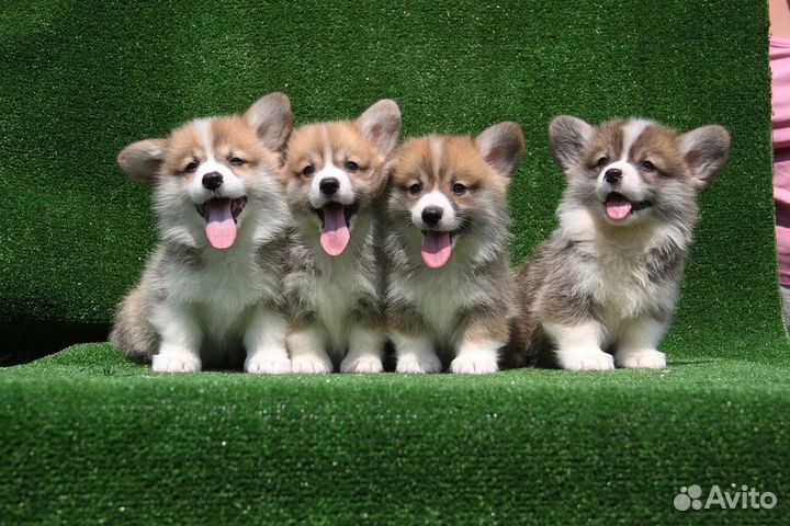 Вельш корги пемброк. Щенки