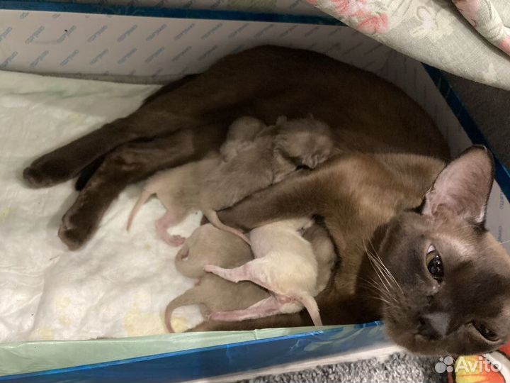Бурманские котята
