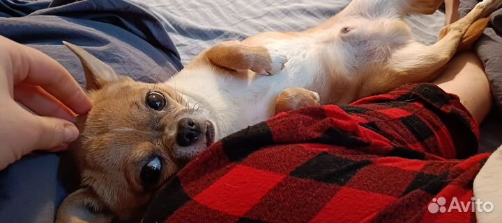 Вязка кобель чихуахуа