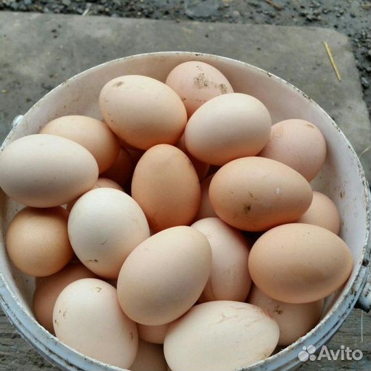 Бройлер домашний