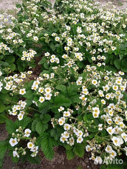 Клубника, земляника. саженцы