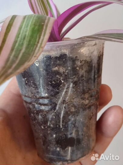 Рэо розовый