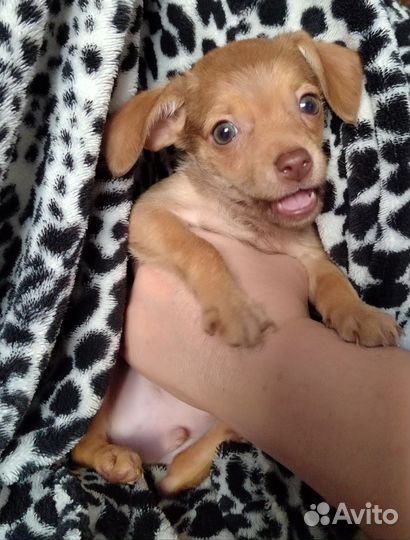 Мини той-терьер