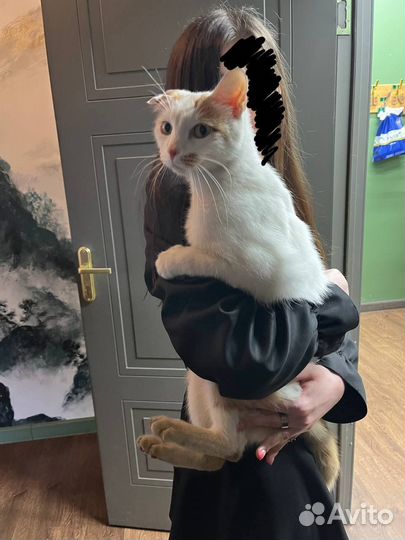 Кошечка в добрые руки