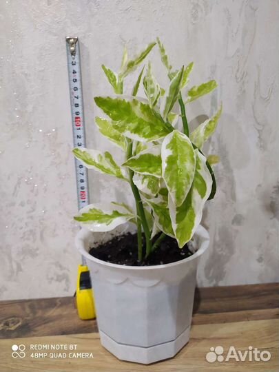 Педилантус