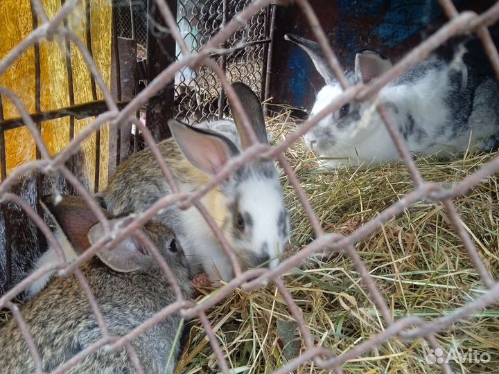 Крольчата