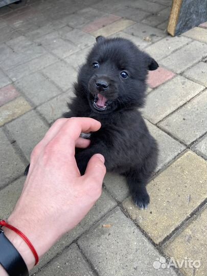 Щенки от японского шпица