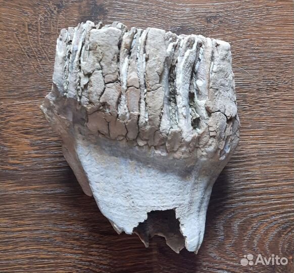 Зуб мамонта