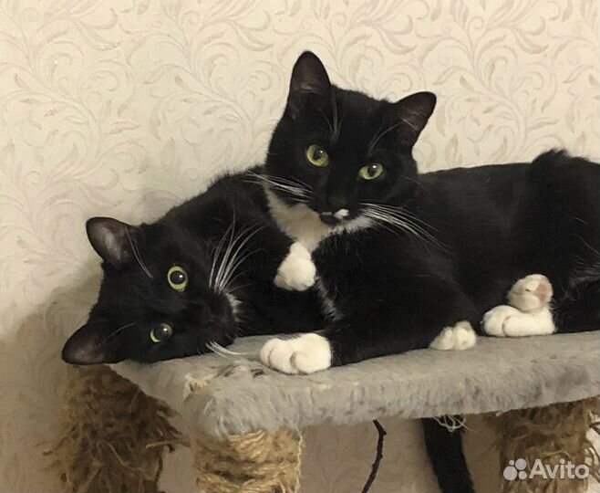 Стерилизованные брат и сестра 10 месв хорошие руки