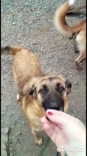 Собаки в добрые руки