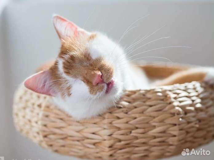 Котята, котики инвалиды, особенные ищут свой дом