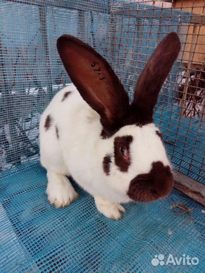 Кролик немецкий пестрый строкач