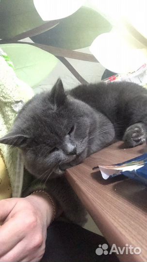 Британский кот