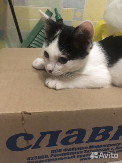 Кошечка Даша ждет добрые ручки