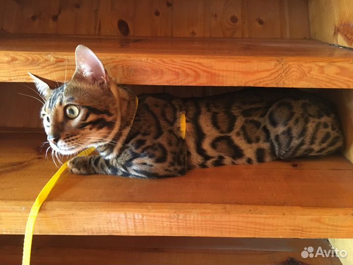 Бенгальский кот на вязку