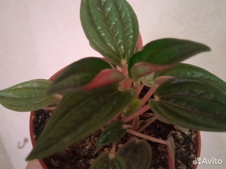 Сингониум моттлед, пеперомия россо