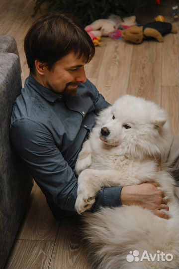 Щенки метис самоеда и лайки