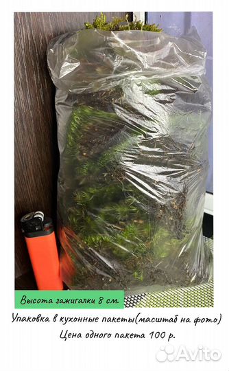 Мох покрывной (коврик)