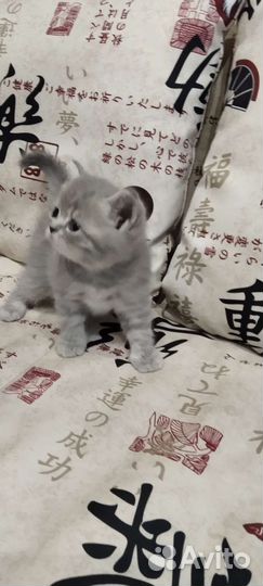 Шотландская вислоухая кошка